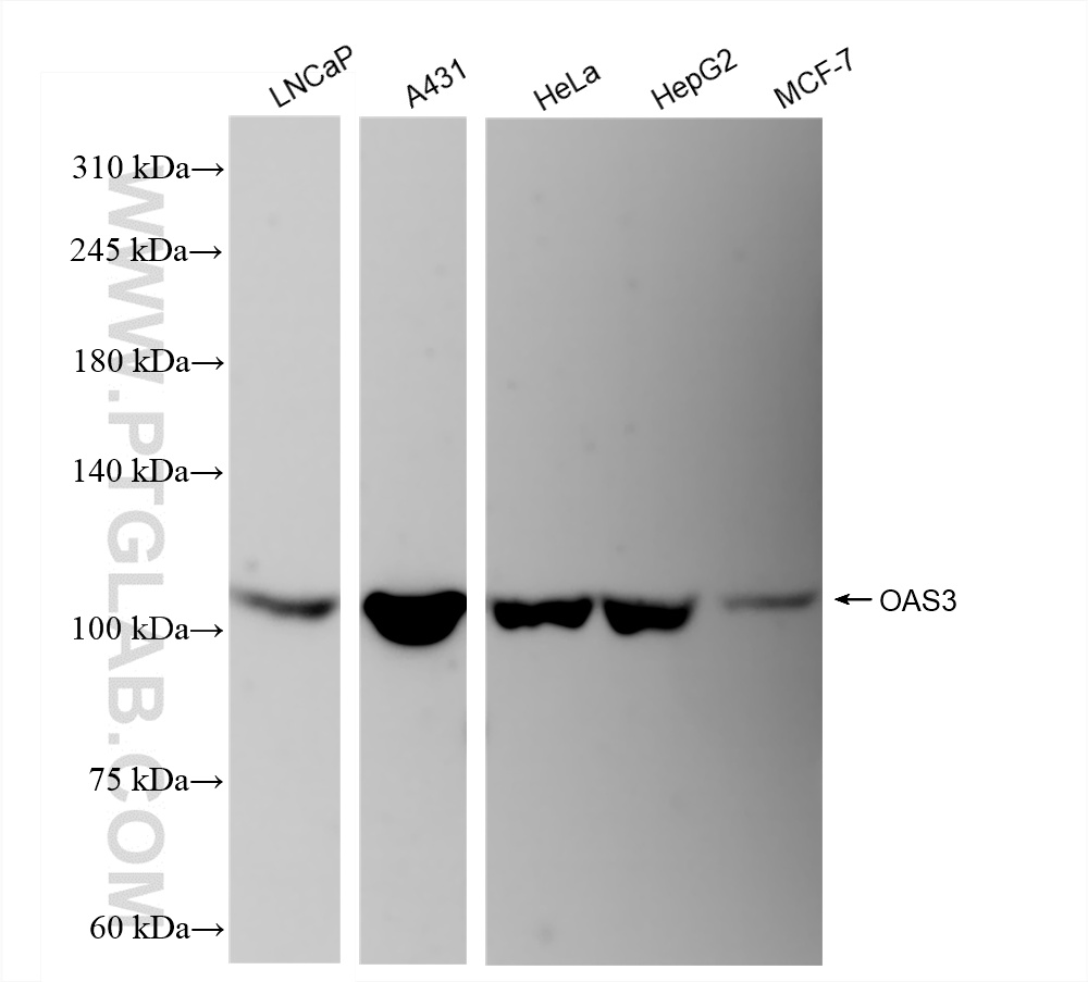 Western Blot (WB) analysis of various lysates using OAS3 Recombinant antibody (85392-2-RR)