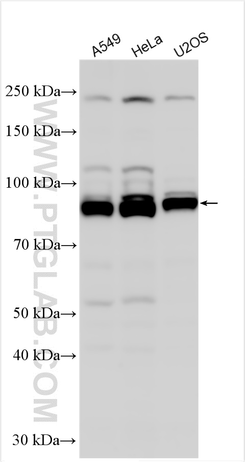 Western Blot (WB) analysis of various lysates using OATL1 Polyclonal antibody (28597-1-AP)