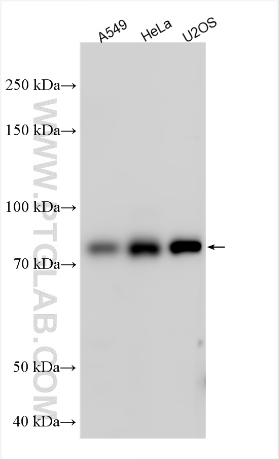 Western Blot (WB) analysis of various lysates using OATL1 Polyclonal antibody (28597-1-AP)