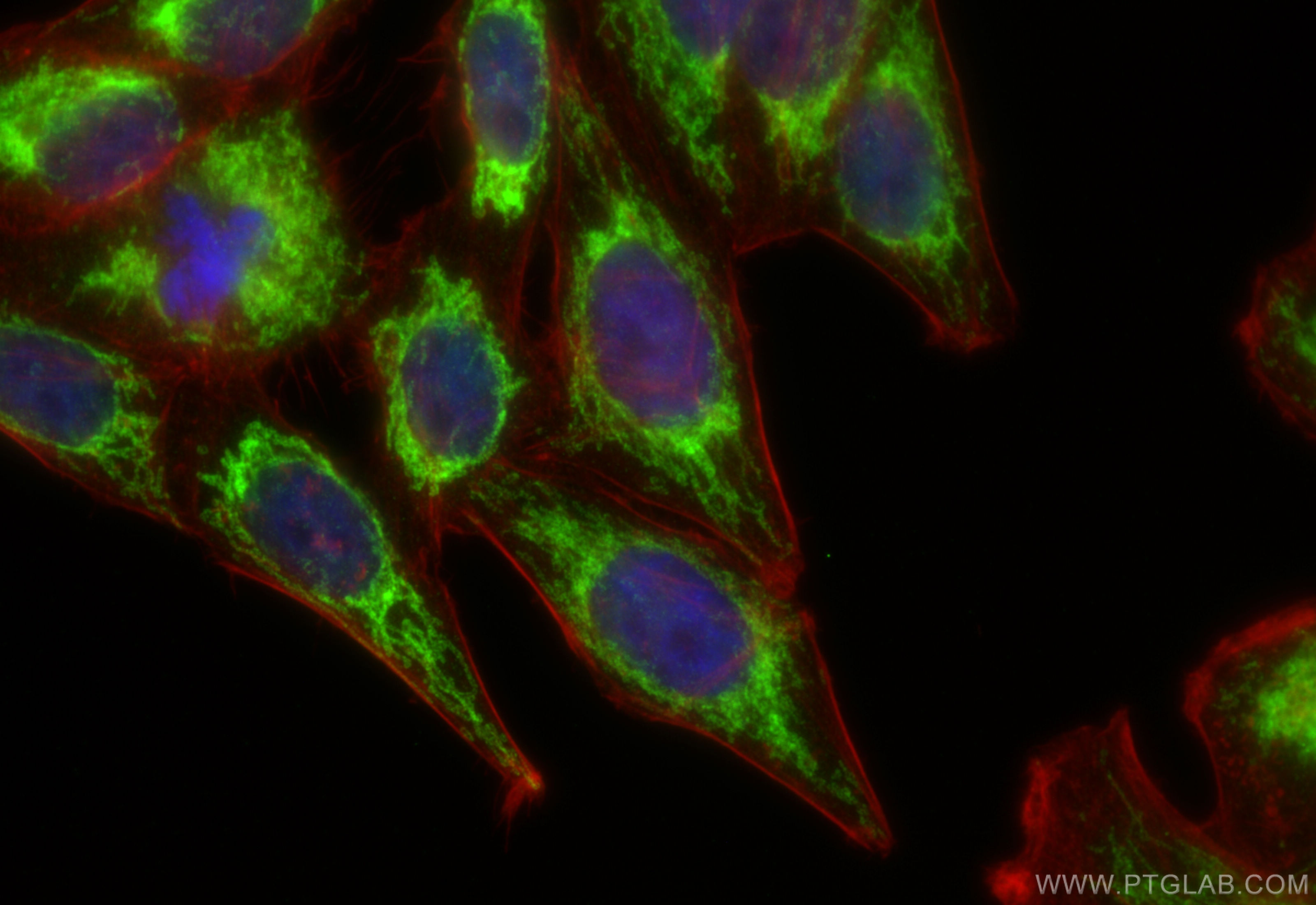 Immunofluorescence (IF) / fluorescent staining of HepG2 cells using OCIAD1 Polyclonal antibody (16634-1-AP)