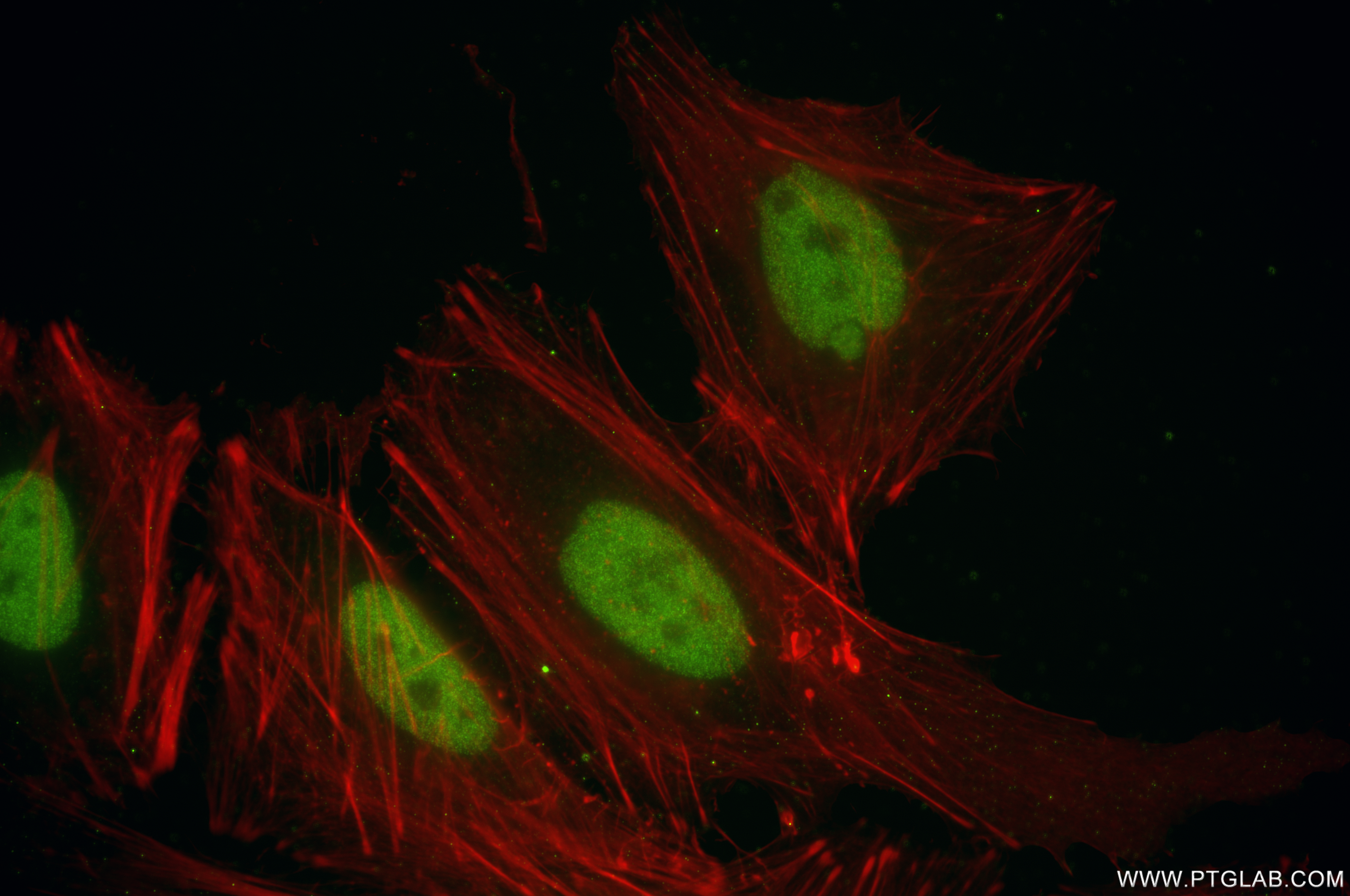 Immunofluorescence (IF) / fluorescent staining of HeLa cells using OCT1 Recombinant antibody (85726-1-RR)