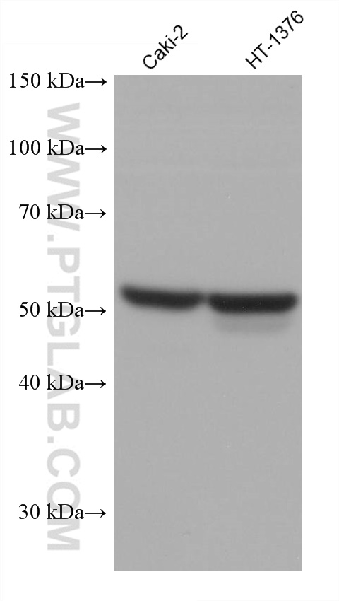 Western Blot (WB) analysis of various lysates using OCT4 Monoclonal antibody (60242-1-Ig)