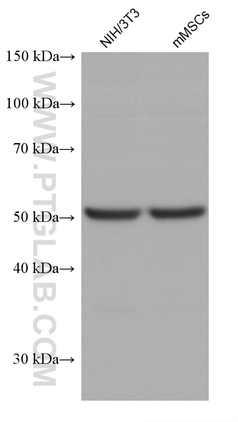 Western Blot (WB) analysis of various lysates using OCT4 Monoclonal antibody (60242-1-Ig)