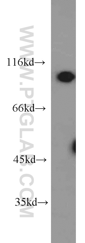 Western Blot (WB) analysis of RAW264.7 using ODC1 Polyclonal antibody (23454-1-AP)