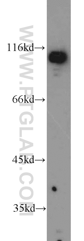 Western Blot (WB) analysis of RAW264.7 using ODC1 Polyclonal antibody (23454-1-AP)