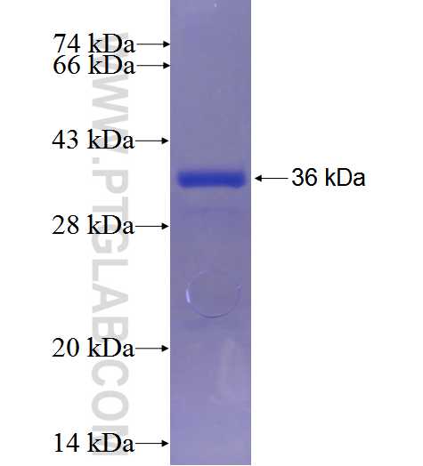 ODF3L1 fusion protein Ag23759 SDS-PAGE