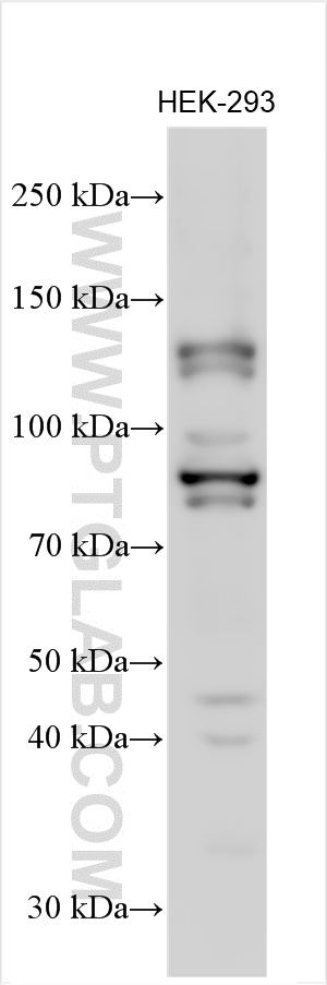 Western Blot (WB) analysis of various lysates using OFD1 Polyclonal antibody (22851-1-AP)