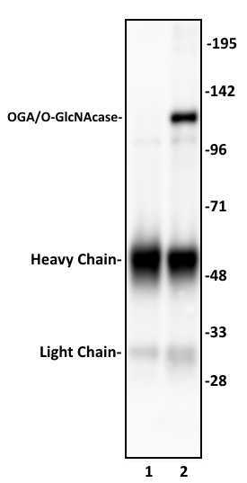 OGA/O-GlcNAcase antibody (pAb) tested by Immunoprecipitation. 10 ul of OGA/O-GlcNAcase antibody was used to immunoprecipitate OGA/O-GlcNAcase from 400 ug of HeLa whole cell extract (lane 2). 10 ul of rabbit IgG was used as a negative control (lane 1). The immunoprecipitated protein was detected by Western blotting using the OGA/O-GlcNAcase antibody at a dilution of 1:1,000.