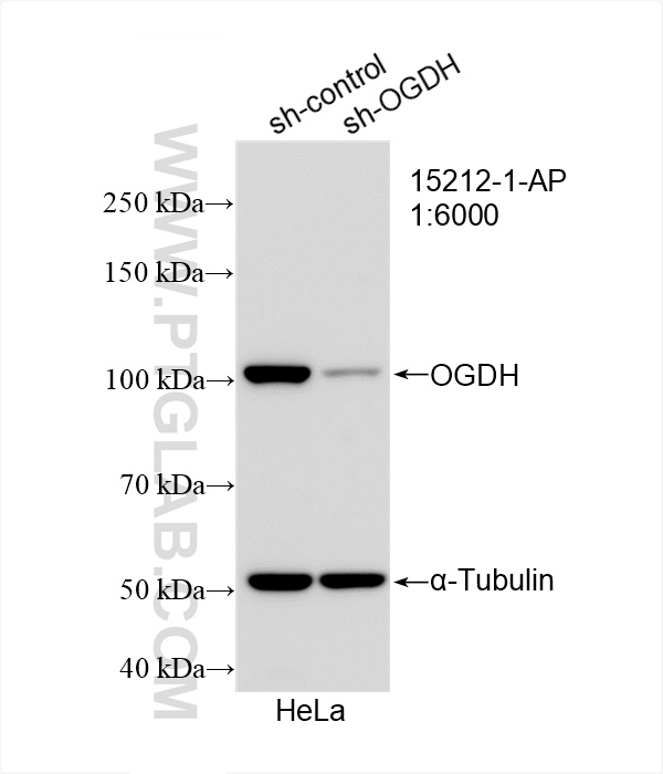 Western Blot (WB) analysis of HeLa cells using OGDH Polyclonal antibody (15212-1-AP)