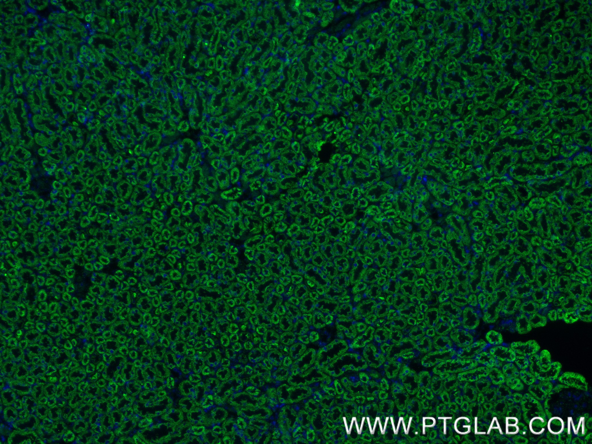 Immunofluorescence (IF) / fluorescent staining of mouse kidney tissue using OGDH Recombinant antibody (82773-1-RR)