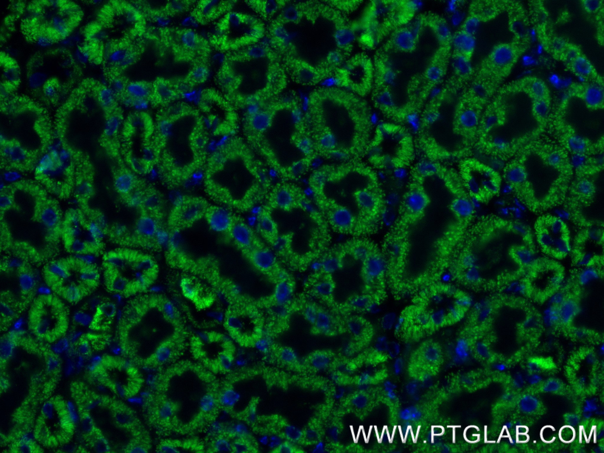 Immunofluorescence (IF) / fluorescent staining of mouse kidney tissue using OGDH Recombinant antibody (82773-1-RR)