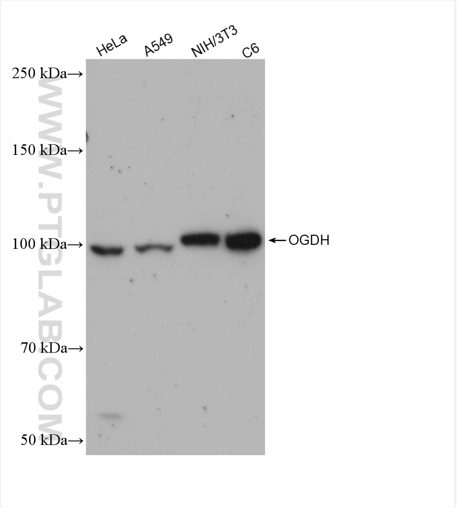 Western Blot (WB) analysis of various lysates using OGDH Recombinant antibody (82773-1-RR)