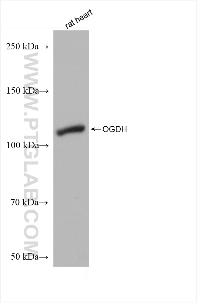 Western Blot (WB) analysis of rat heart tissue using OGDH Recombinant antibody (82773-1-RR)
