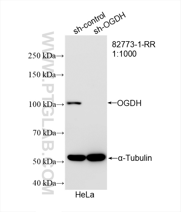 Western Blot (WB) analysis of HeLa cells using OGDH Recombinant antibody (82773-1-RR)