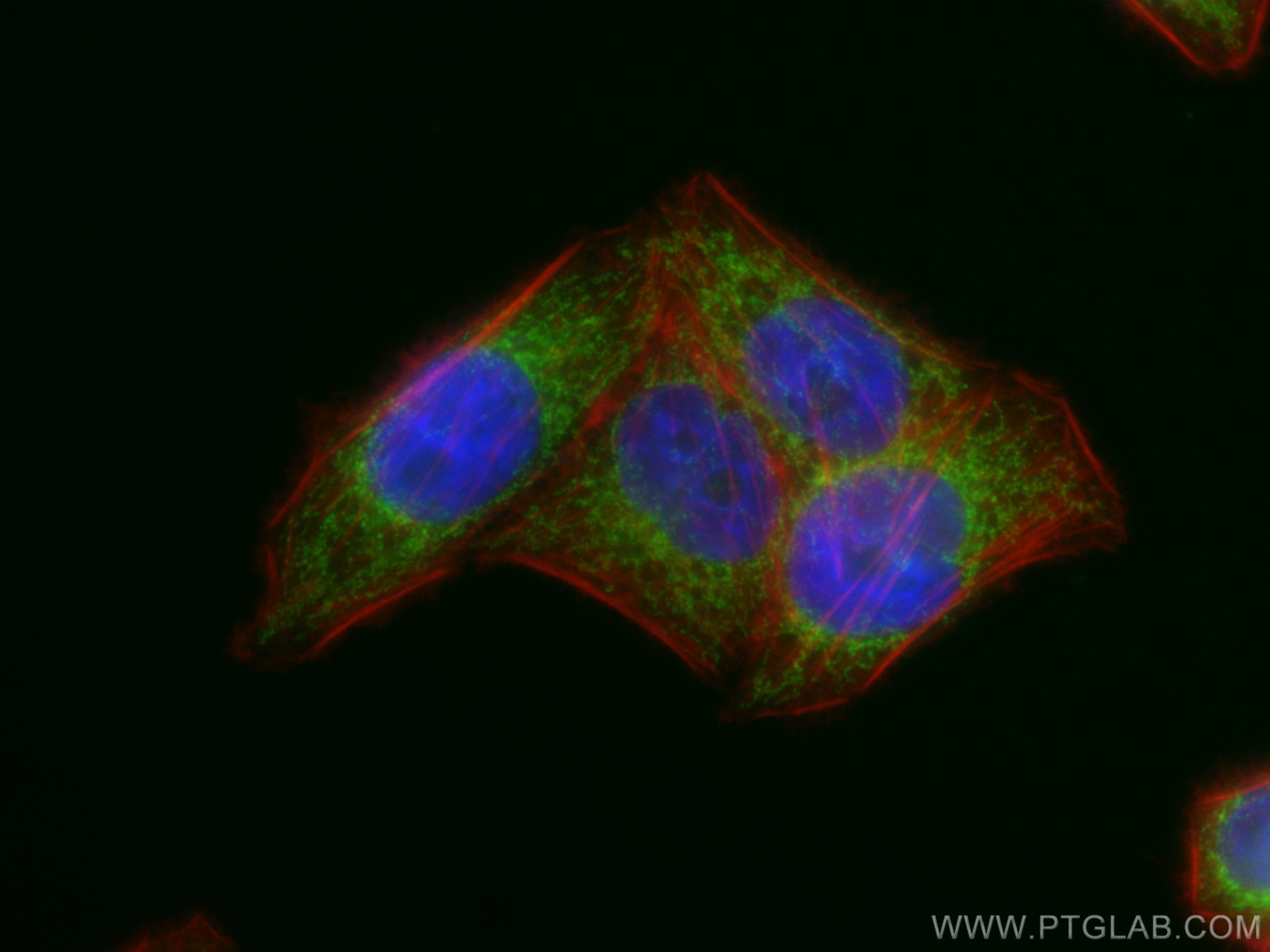 Immunofluorescence (IF) / fluorescent staining of L02 cells using CoraLite® Plus 488-conjugated OGDH Monoclonal anti (CL488-66285)