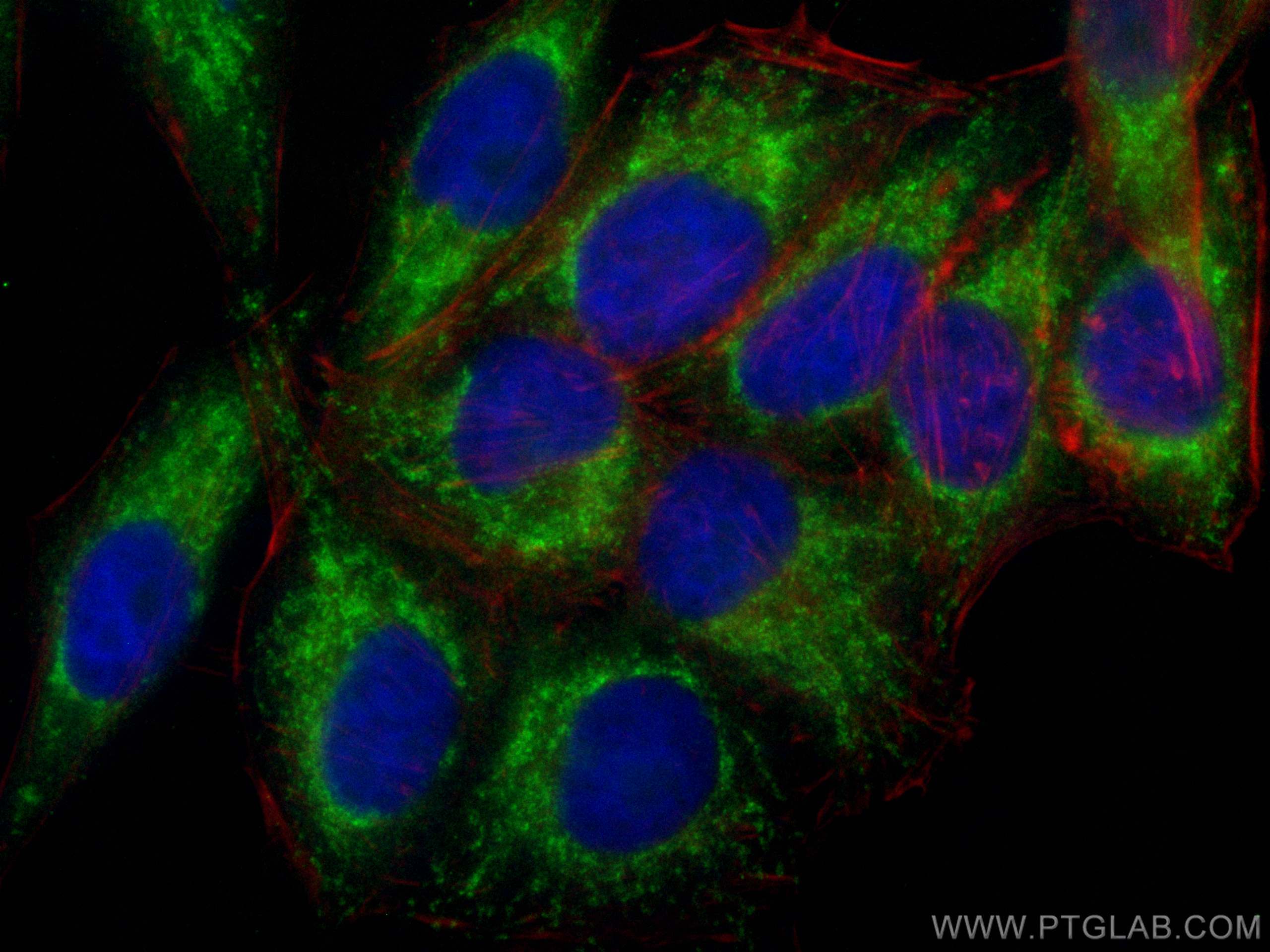 Immunofluorescence (IF) / fluorescent staining of HepG2 cells using CoraLite® Plus 488-conjugated OGDH Monoclonal anti (CL488-66285)