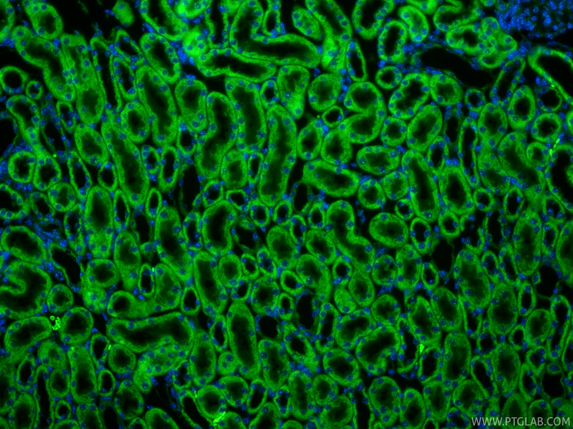 Immunofluorescence (IF) / fluorescent staining of mouse kidney tissue using CoraLite® Plus 488-conjugated OGDH Recombinant mon (CL488-82773)