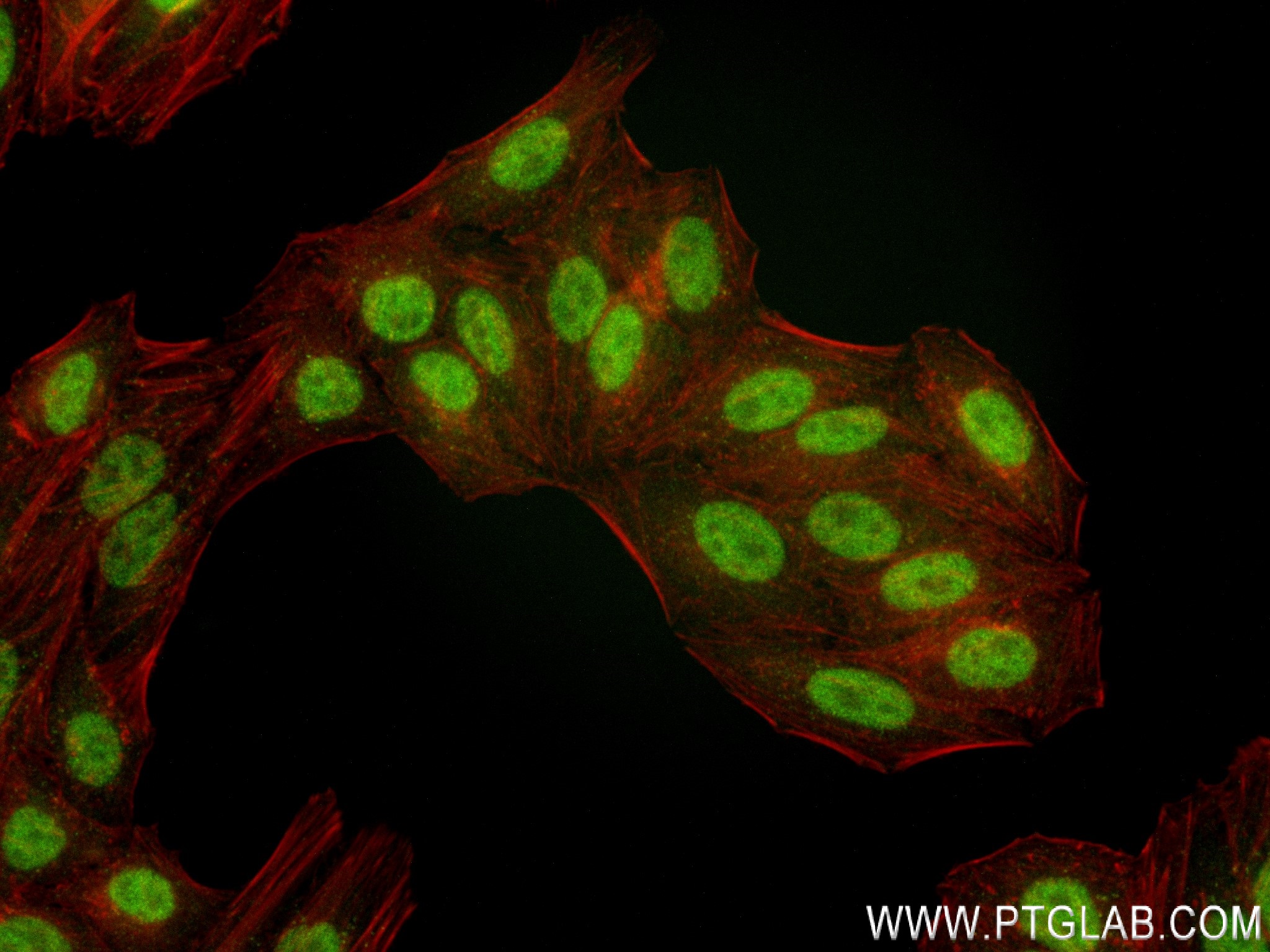 Immunofluorescence (IF) / fluorescent staining of HepG2 cells using OGG1 Recombinant antibody (83973-4-RR)