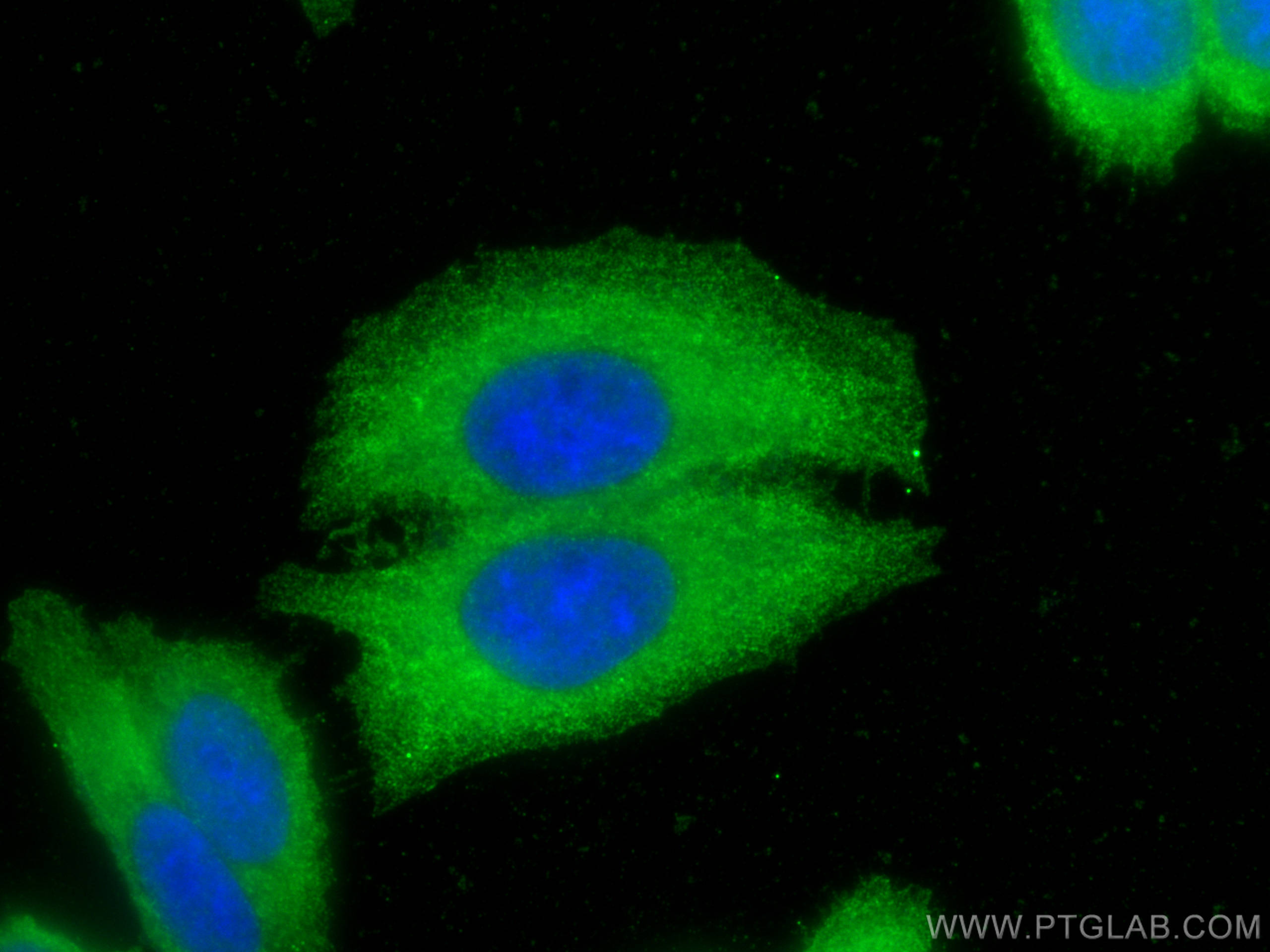 Immunofluorescence (IF) / fluorescent staining of HepG2 cells using Osteoglycin Polyclonal antibody (12755-1-AP)