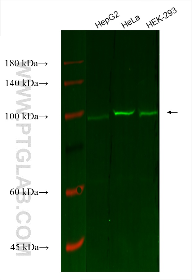 Western Blot (WB) analysis of various lysates using CoraLite® Plus 488-conjugated OGT Monoclonal antib (CL488-66823)