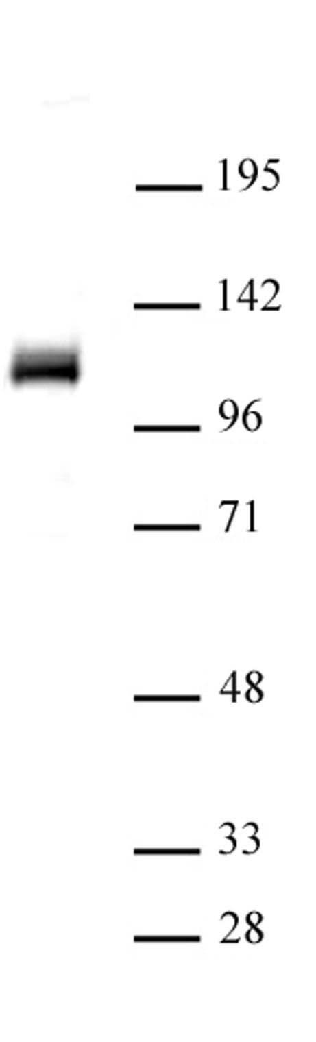 OGT/O-GlcNAc transferase (pAb) tested by Western blot. Detection of OGT/O-GlcNAc transferase by Western blot. The analysis was performed using 20 ug HeLa whole-cell extract and OGT/O-GlcNAc transferase (pAb) at a 1:500 dilution.