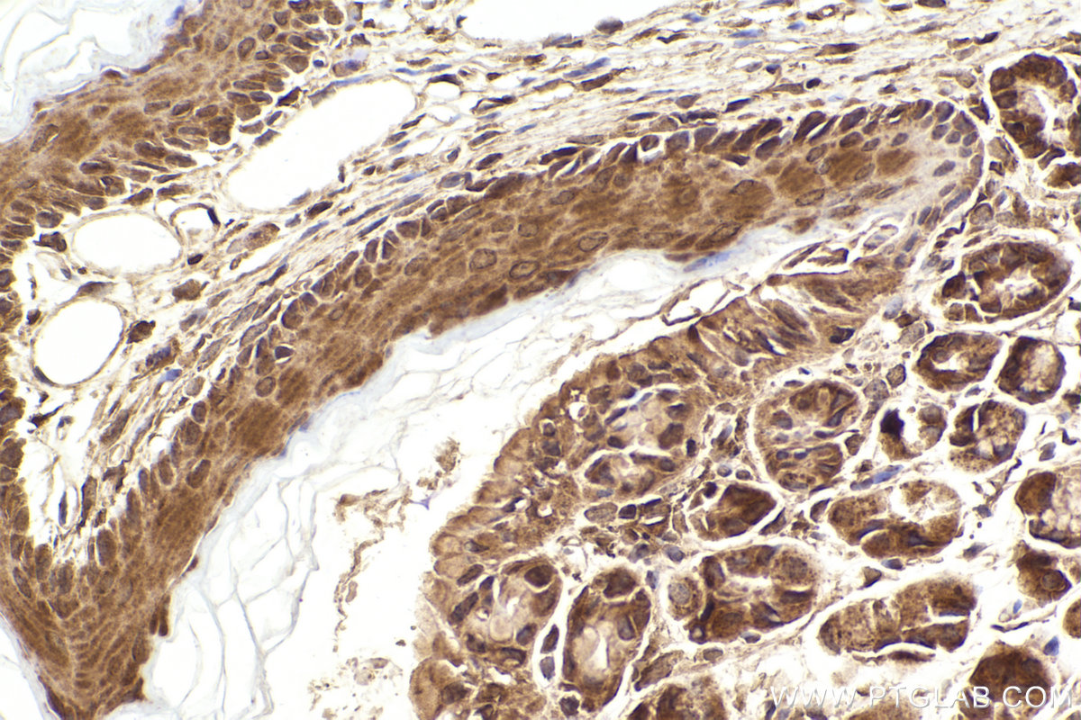 Immunohistochemistry (IHC) staining of mouse stomach tissue using hIST1 Polyclonal antibody (19842-1-AP)