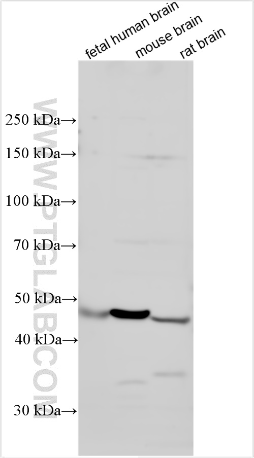 Western Blot (WB) analysis of various lysates using OLFM2 Polyclonal antibody (11997-1-AP)