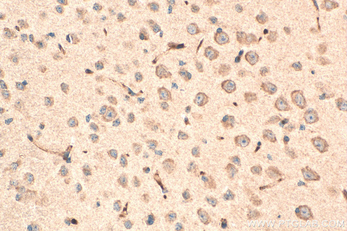 Immunohistochemistry (IHC) staining of mouse brain tissue using OLFM3 Polyclonal antibody (12596-1-AP)