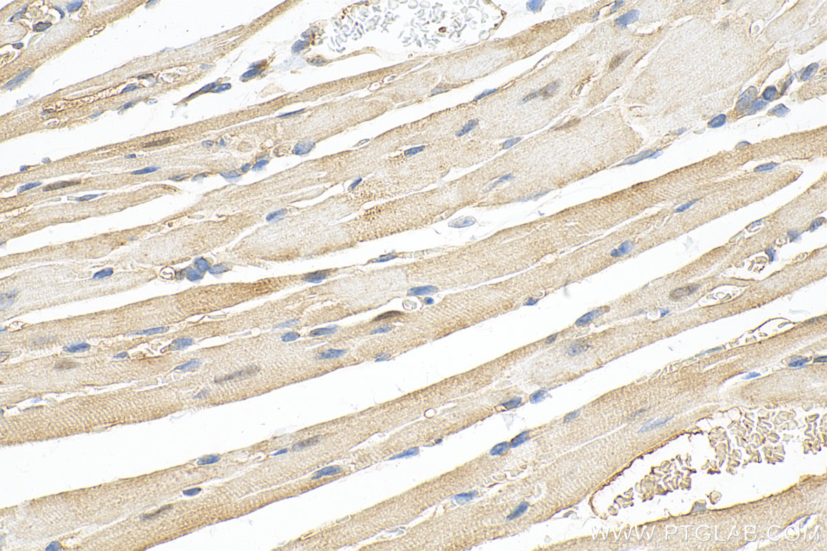 Immunohistochemistry (IHC) staining of mouse heart tissue using OLFML3 Polyclonal antibody (15869-1-AP)