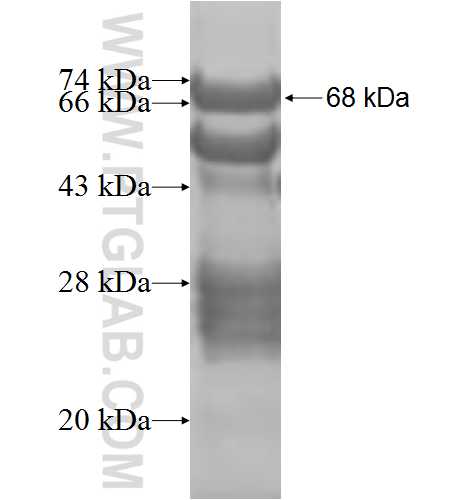 OLFML3 fusion protein Ag8539 SDS-PAGE