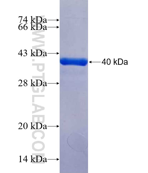 OLIG1 fusion protein Ag25128 SDS-PAGE