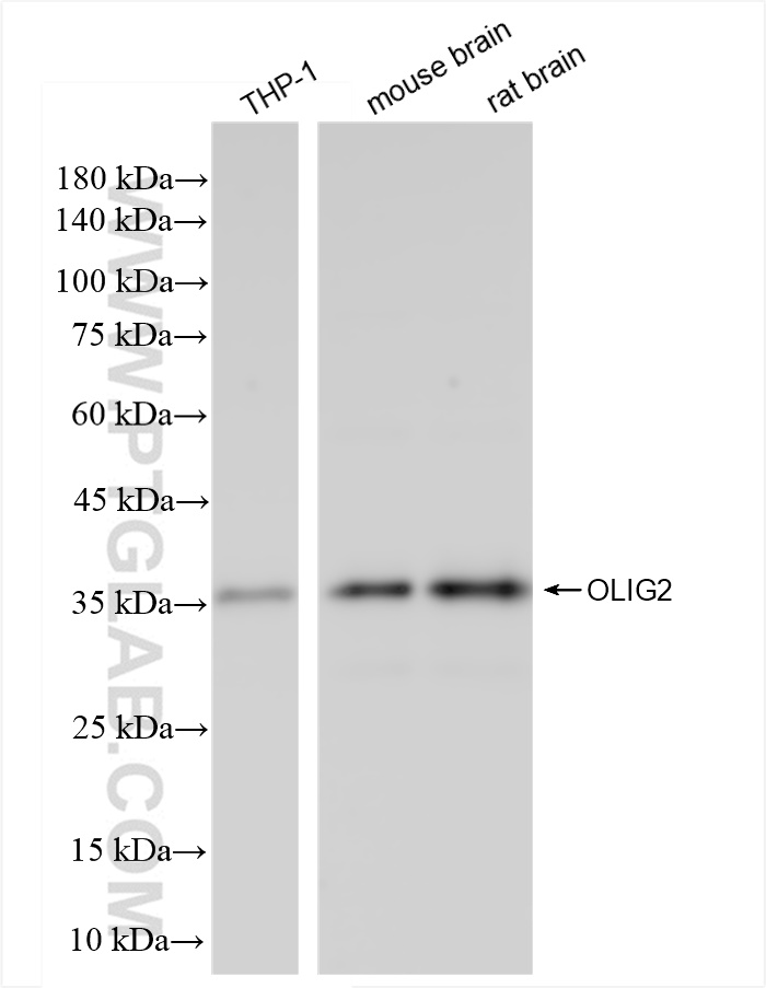 Western Blot (WB) analysis of various lysates using OLIG2 Recombinant antibody (82806-7-RR)