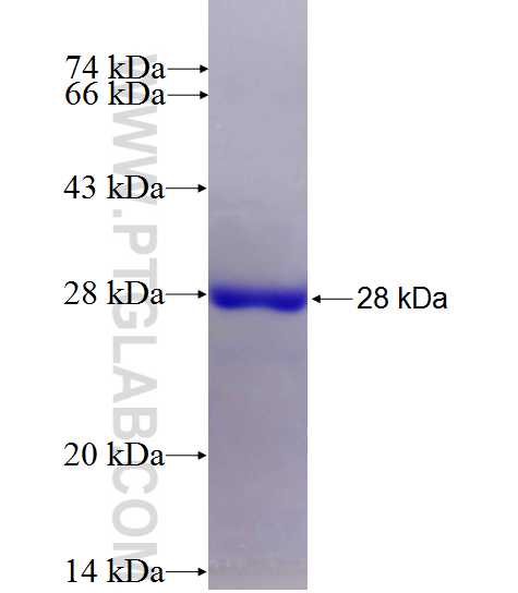 OPHN1 fusion protein Ag27300 SDS-PAGE