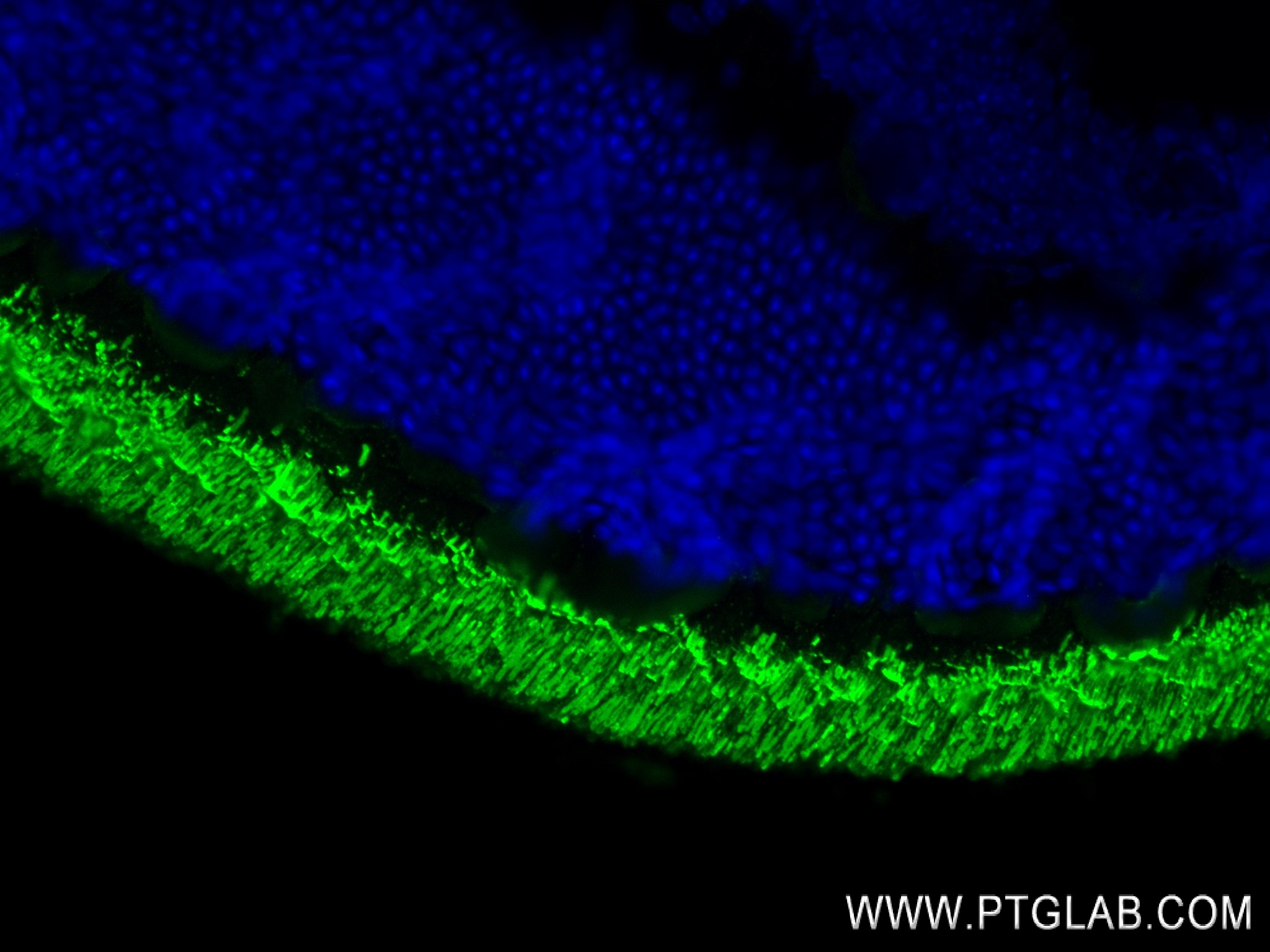 Immunofluorescence (IF) / fluorescent staining of mouse eye tissue using OPN1SW Recombinant antibody (83754-6-RR)