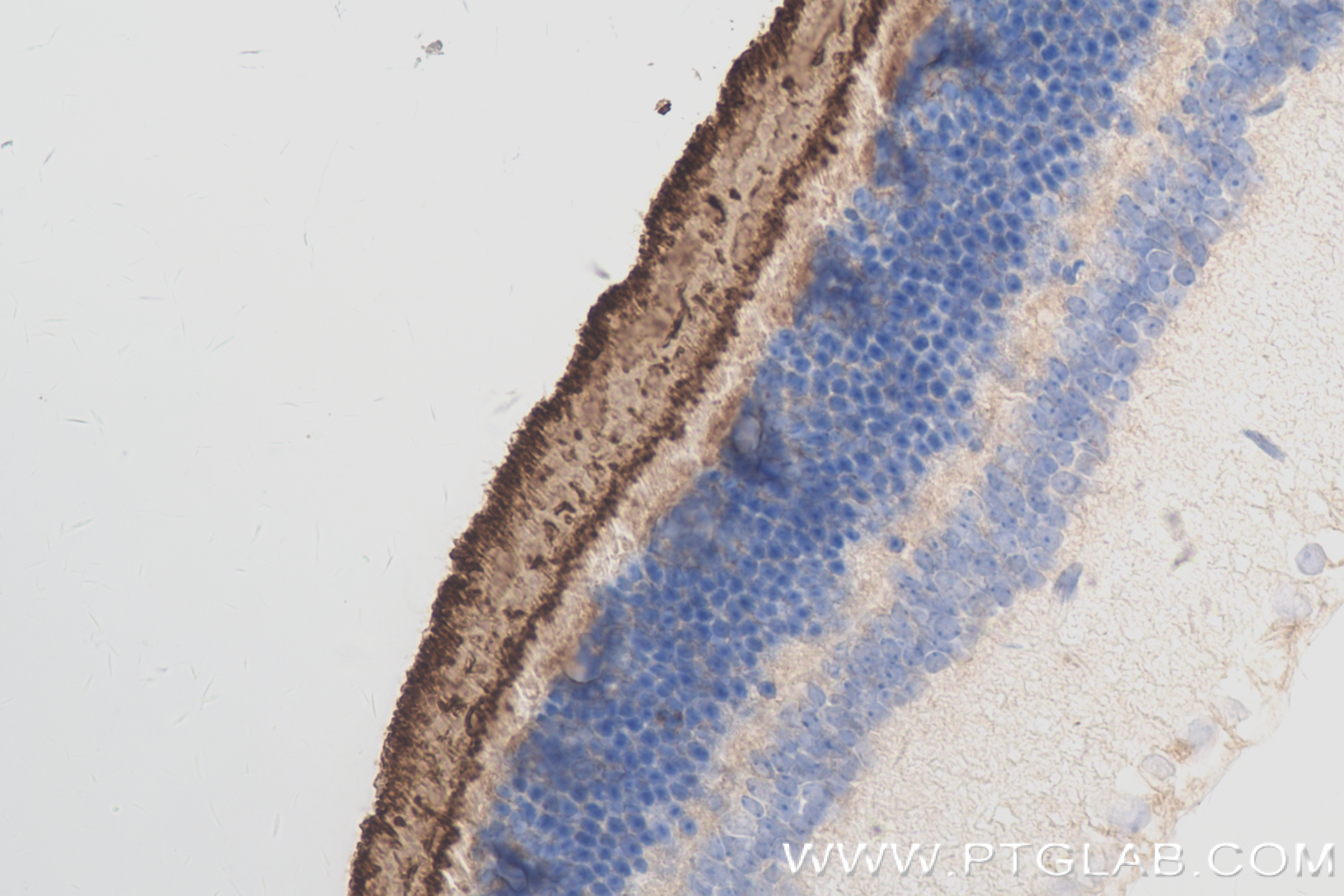 Immunohistochemistry (IHC) staining of mouse eye tissue using OPN1SW Recombinant antibody (83754-6-RR)