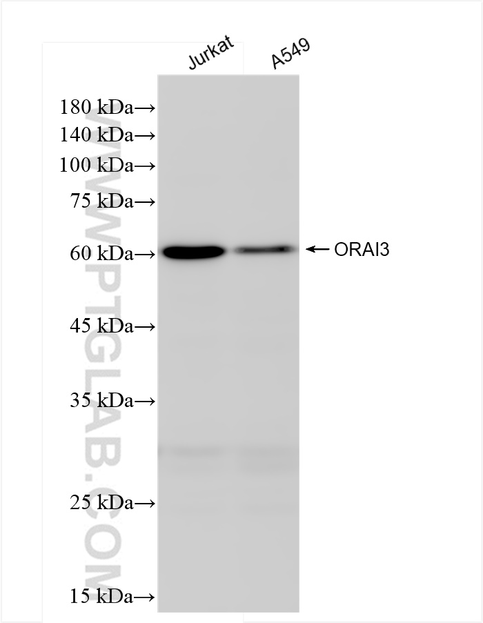 Western Blot (WB) analysis of various lysates using ORAI3 Recombinant antibody (84340-2-RR)