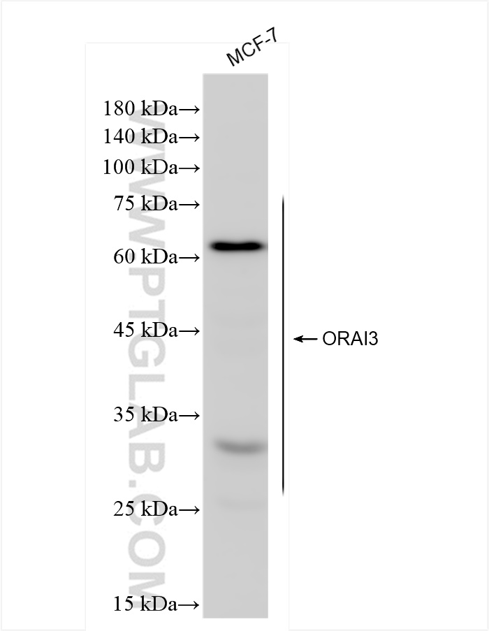 Western Blot (WB) analysis of MCF-7 cells using ORAI3 Recombinant antibody (84340-2-RR)