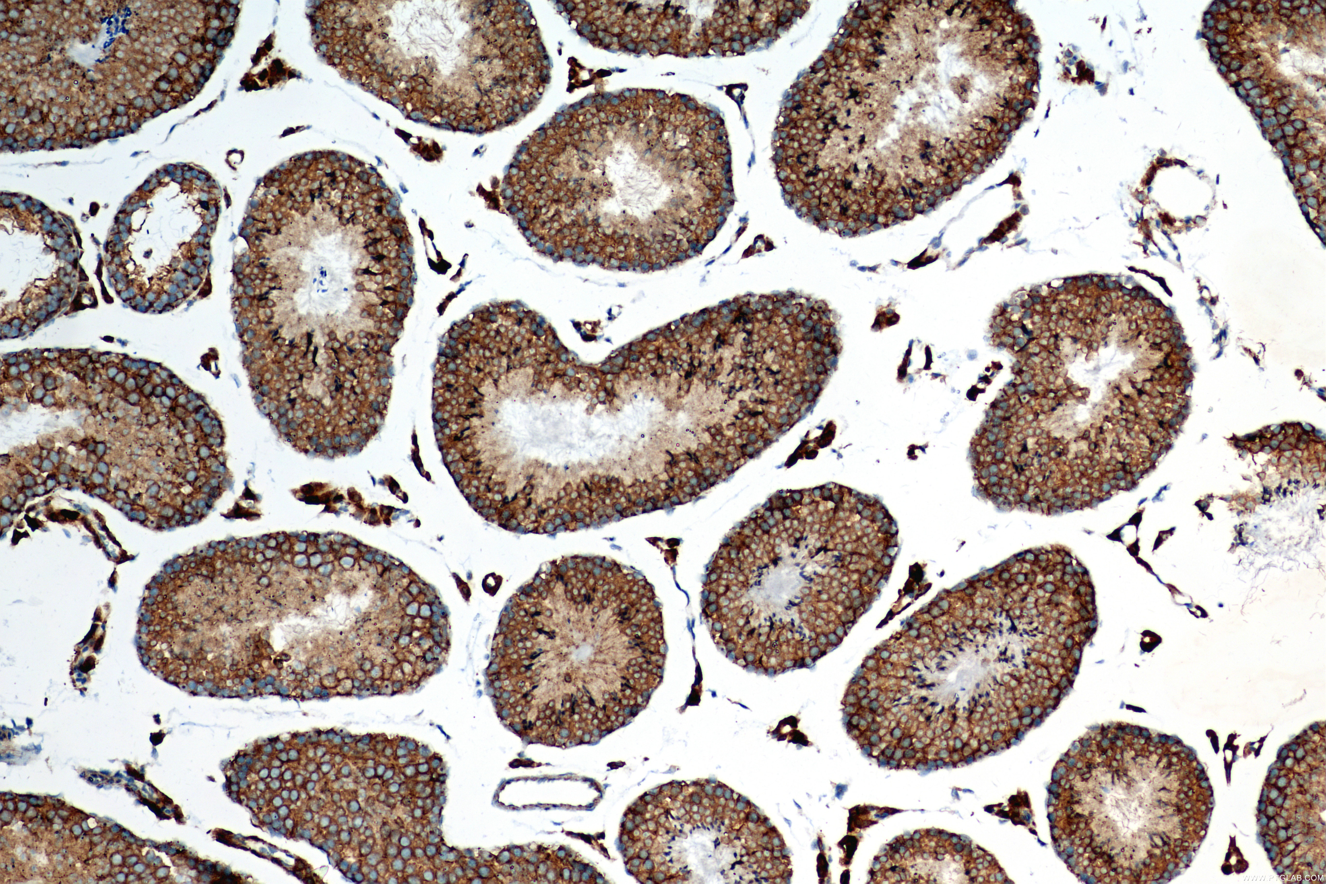 Immunohistochemistry (IHC) staining of mouse testis tissue using OS9 Recombinant antibody (82932-2-RR)