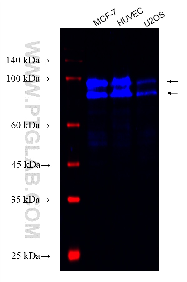 Western Blot (WB) analysis of various lysates using CoraLite® Plus 750-conjugated OS9 Recombinant anti (CL750-82932)