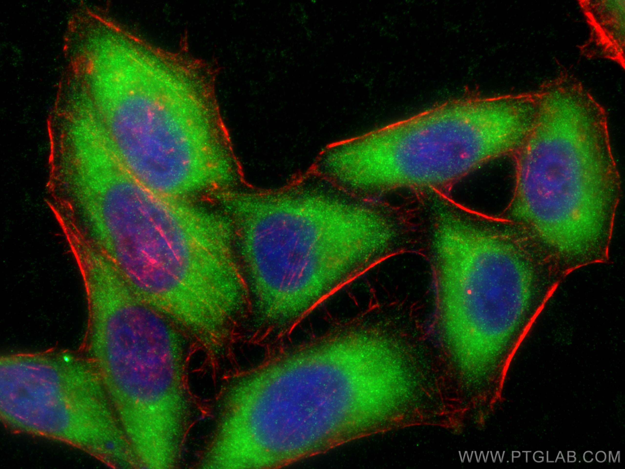 Immunofluorescence (IF) / fluorescent staining of HepG2 cells using OSBPL10 Polyclonal antibody (15491-1-AP)