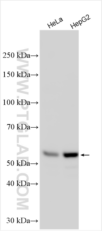 Western Blot (WB) analysis of various lysates using OSBPL2 Polyclonal antibody (14751-1-AP)