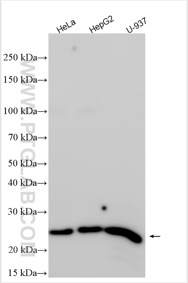 Western Blot (WB) analysis of various lysates using OSTF1 Polyclonal antibody (10671-1-AP)