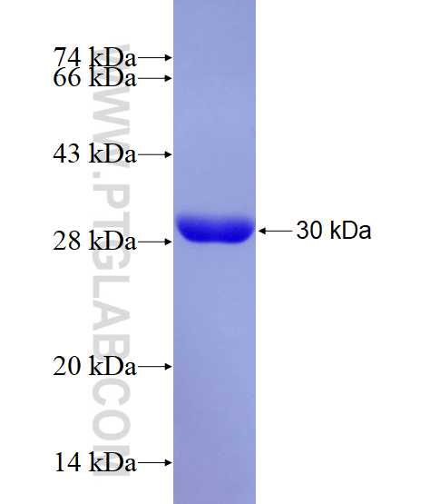 OSTF1 fusion protein Ag28895 SDS-PAGE