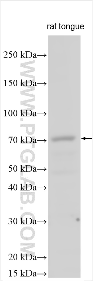 Western Blot (WB) analysis of various lysates using OTOP3 Polyclonal antibody (18819-1-AP)