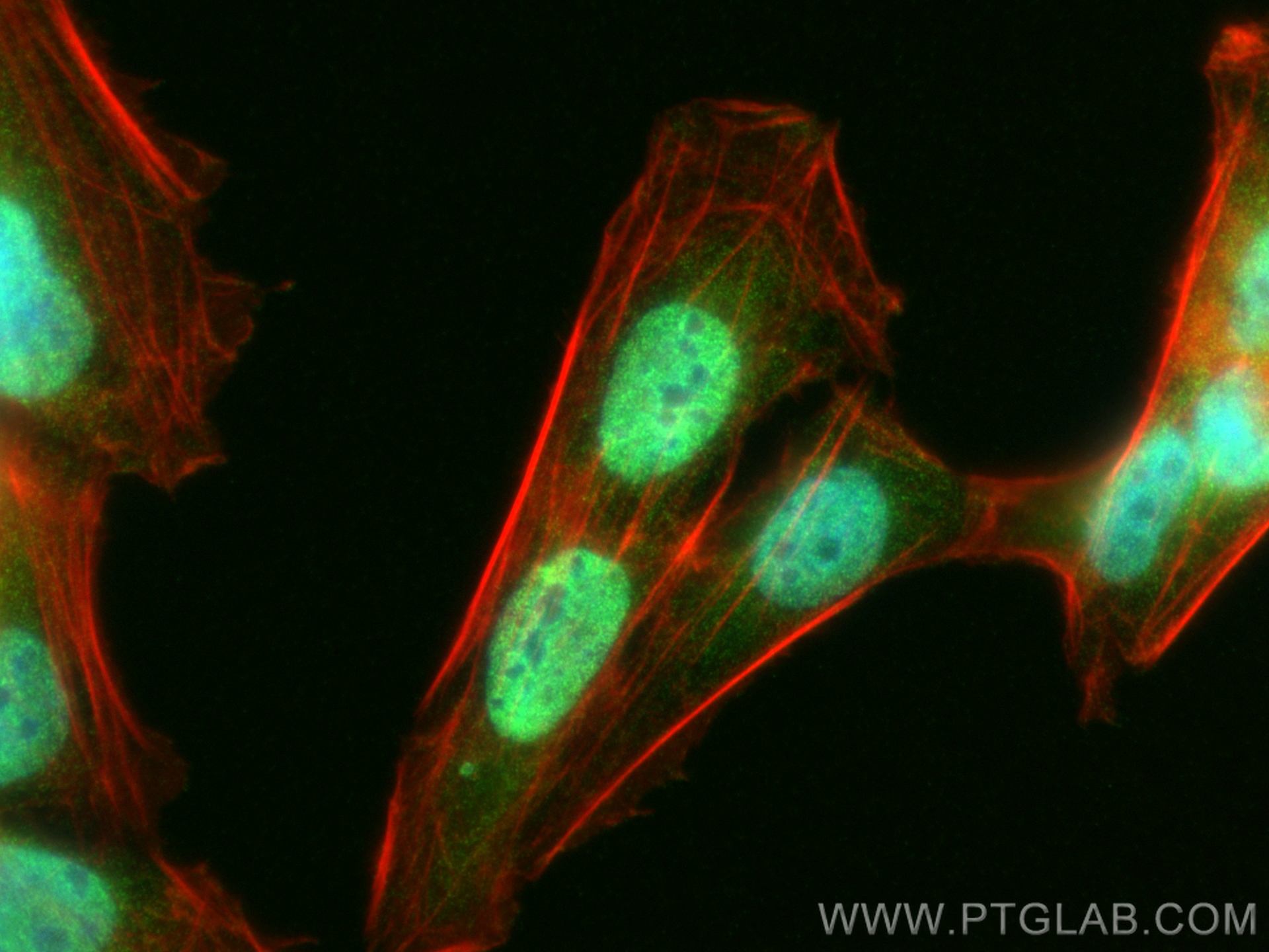 Immunofluorescence (IF) / fluorescent staining of U2OS cells using OTUB2 Polyclonal antibody (12066-1-AP)