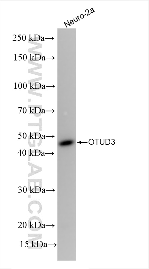 Western Blot (WB) analysis of Neuro-2a cells using OTUD3 Recombinant antibody (84717-1-RR)