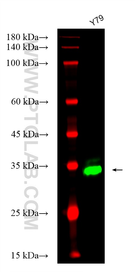 Western Blot (WB) analysis of various lysates using CoraLite® Plus 488-conjugated OTX2 Polyclonal anti (CL488-13497)