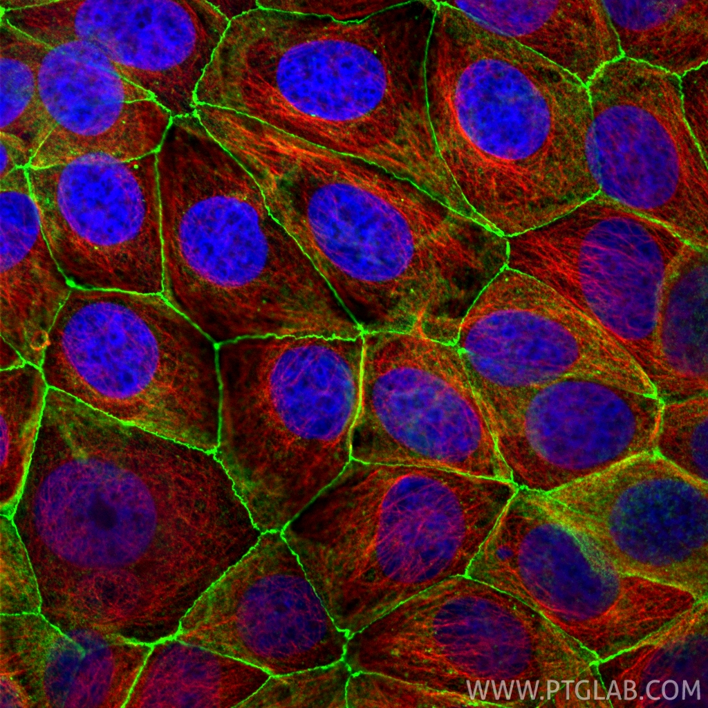 Immunofluorescence (IF) / fluorescent staining of MCF-7 cells using Occludin Polyclonal antibody (27260-1-AP)
