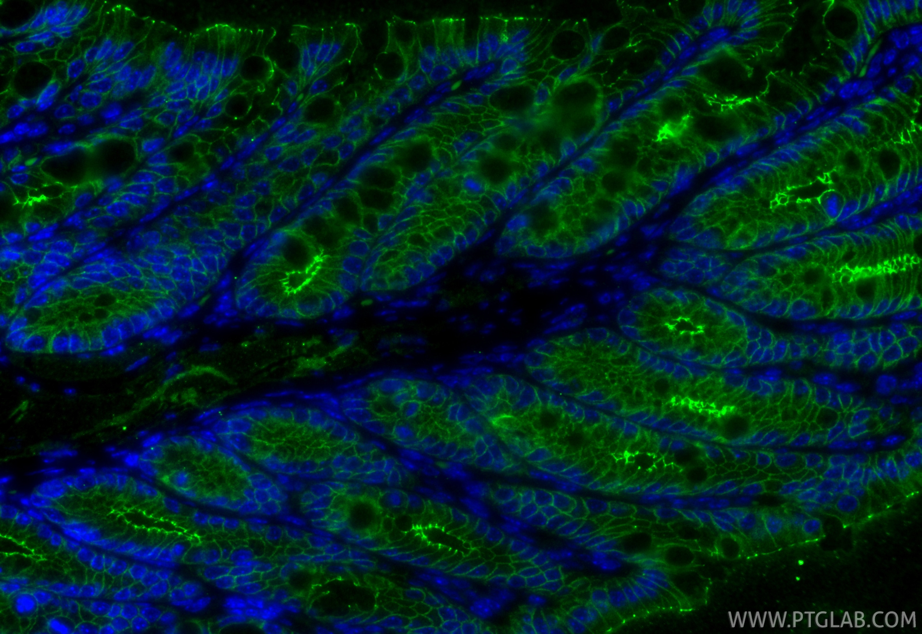 Immunofluorescence (IF) / fluorescent staining of mouse colon tissue using Occludin Recombinant monoclonal antibody (80545-1-RR)