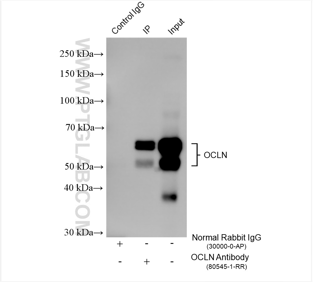 Immunoprecipitation (IP) experiment of HUVEC cells using Occludin Recombinant antibody (80545-1-RR)